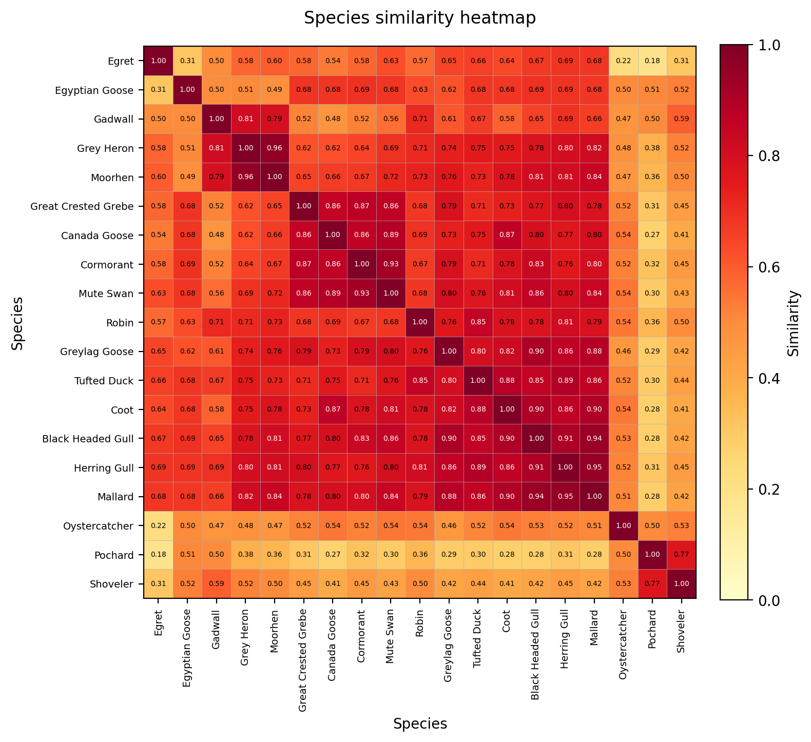 Species Similarity Heatmap