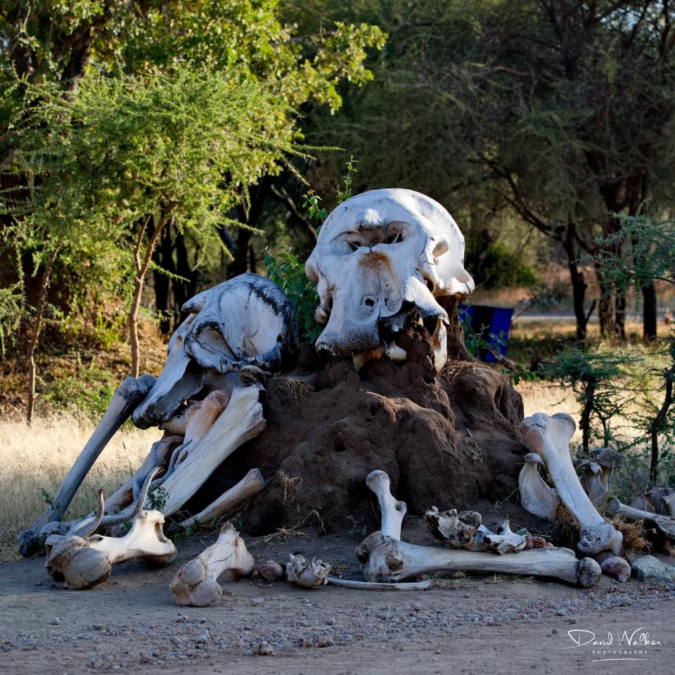 Elephant Bones at the entrance to Tarangire National Park