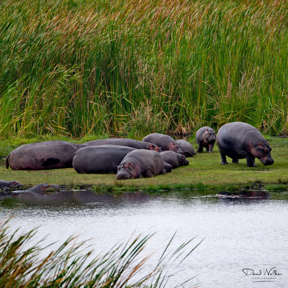 Hippopotamus (Hippopotamus amphibius), Ngorongoro Crater
