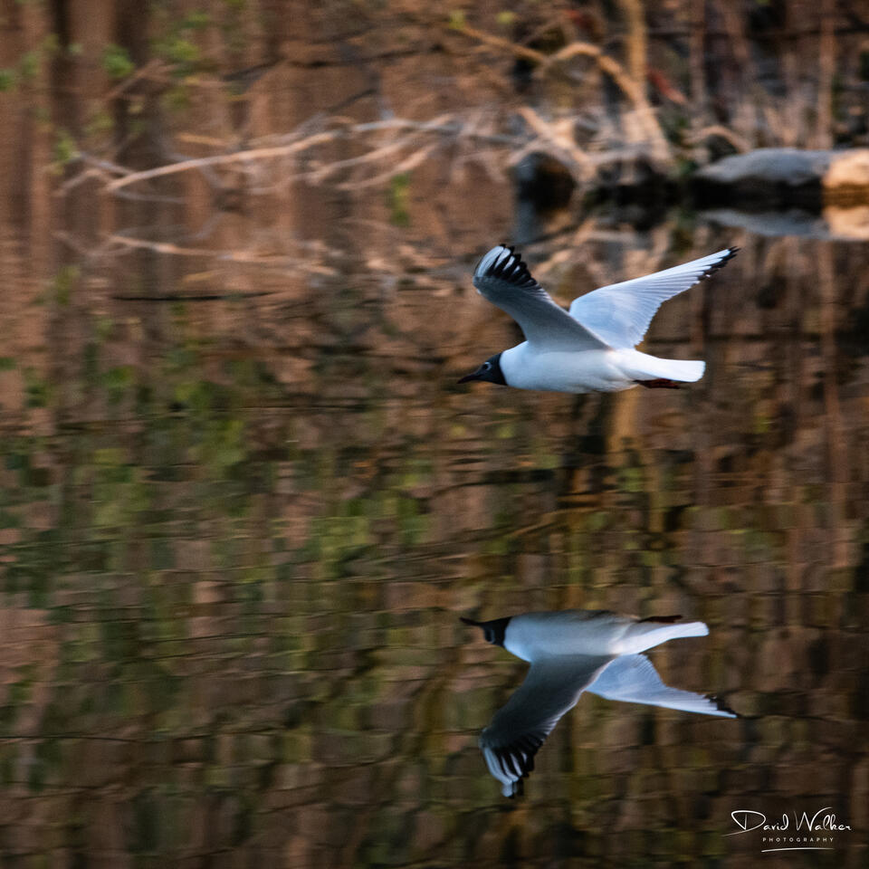 Black-Headed Gull (Chroicocephalus ridibundus), Radley Lakes, UK