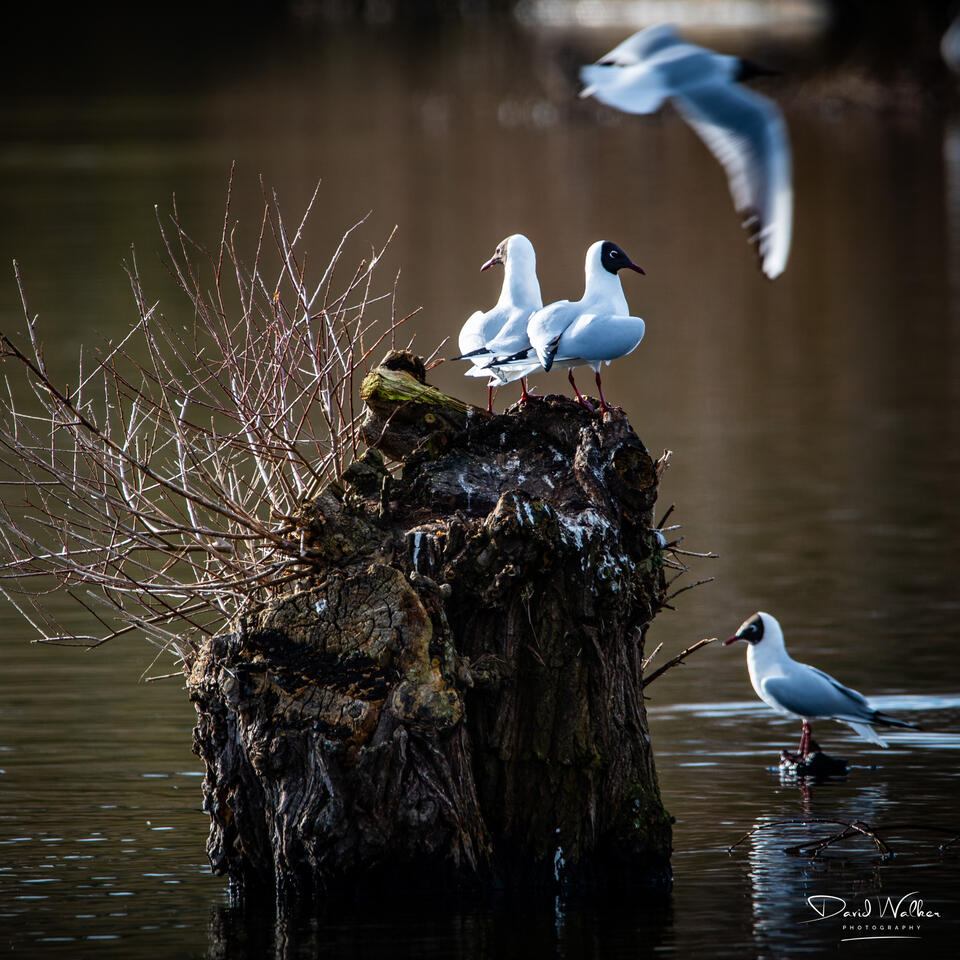 Black-Headed Gull (Chroicocephalus ridibundus), Radley Lakes, UK