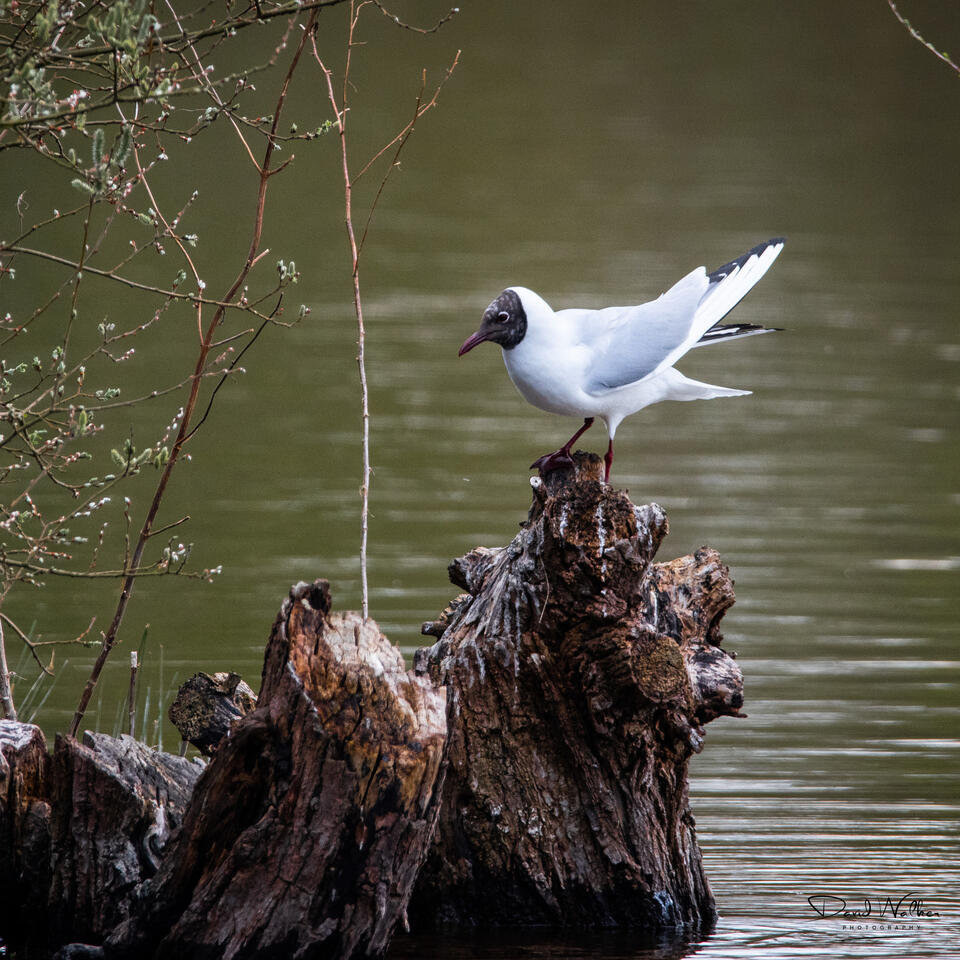 Black-Headed Gull (Chroicocephalus ridibundus), Radley Lakes, UK