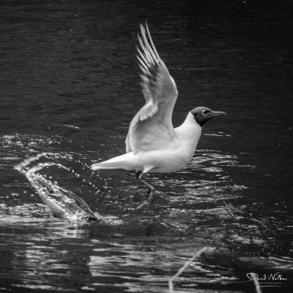 Black-Headed Gull (Chroicocephalus ridibundus), Radley Lakes, UK
