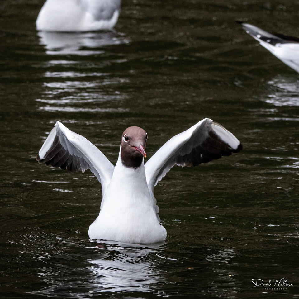 Black-Headed Gull (Chroicocephalus ridibundus), Radley Lakes, UK