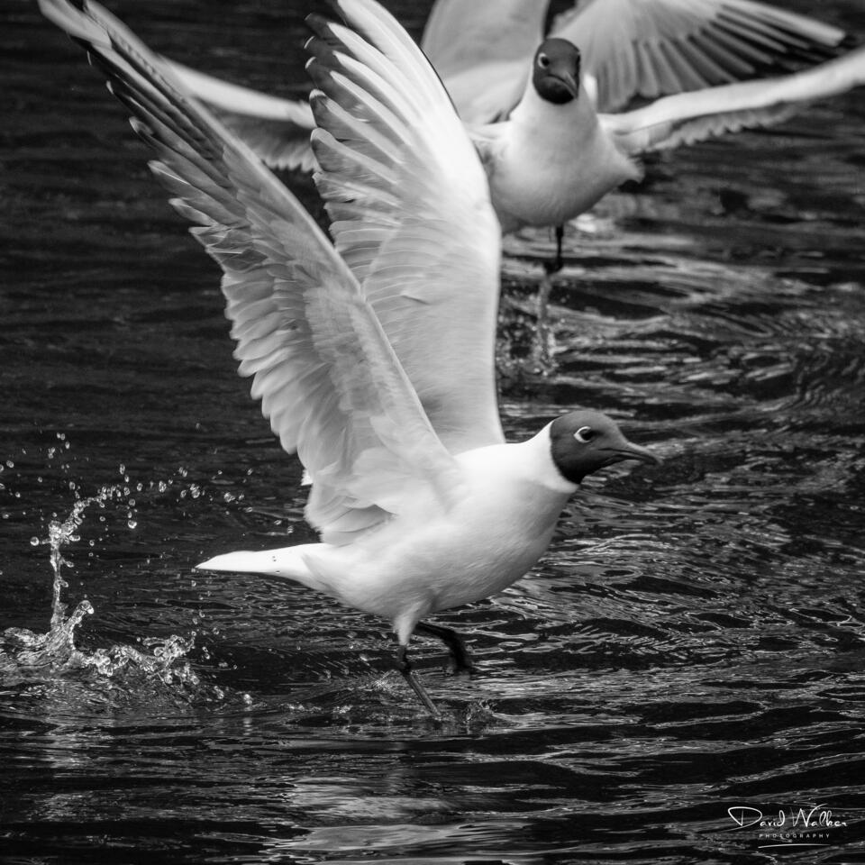 Black-Headed Gull (Chroicocephalus ridibundus), Radley Lakes, UK