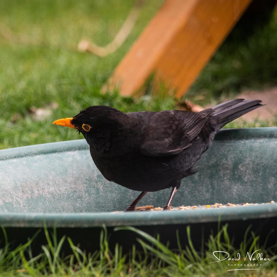 Blackbird (Turdus merula), Abingdon, UK