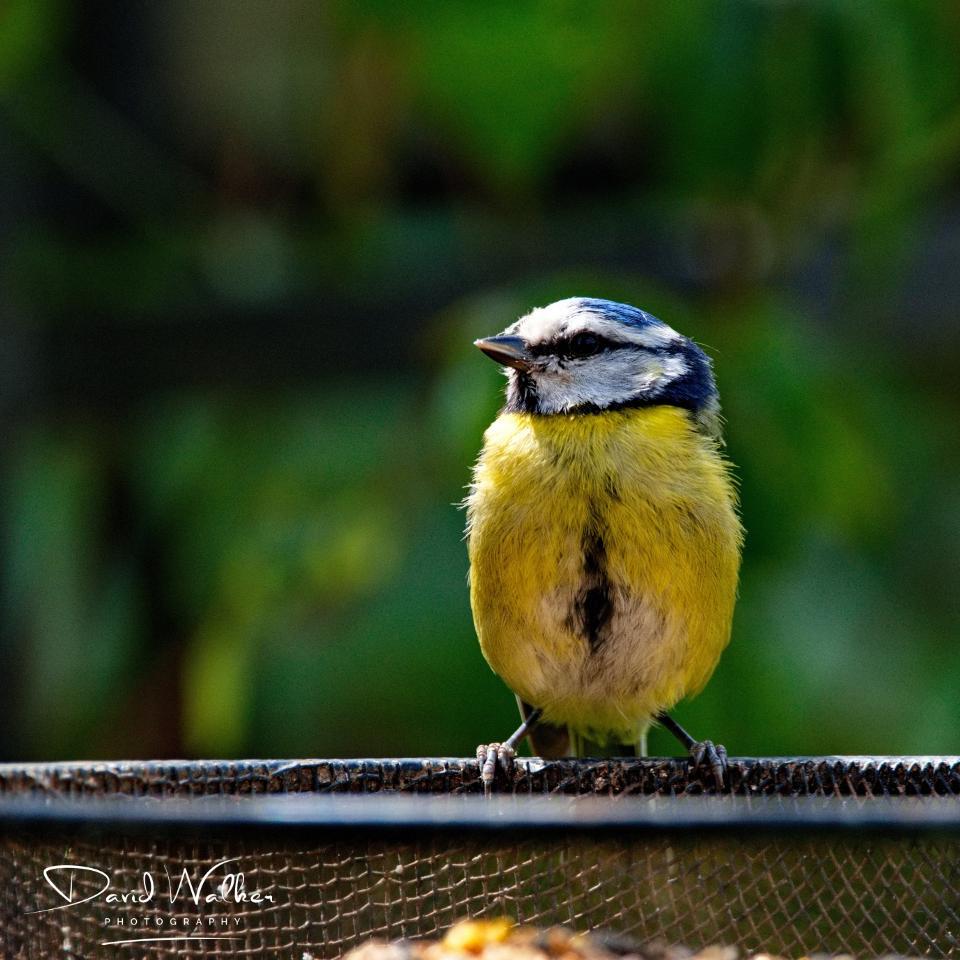 Blue Tit (Cyanistes caeruleus), Abingdon, UK