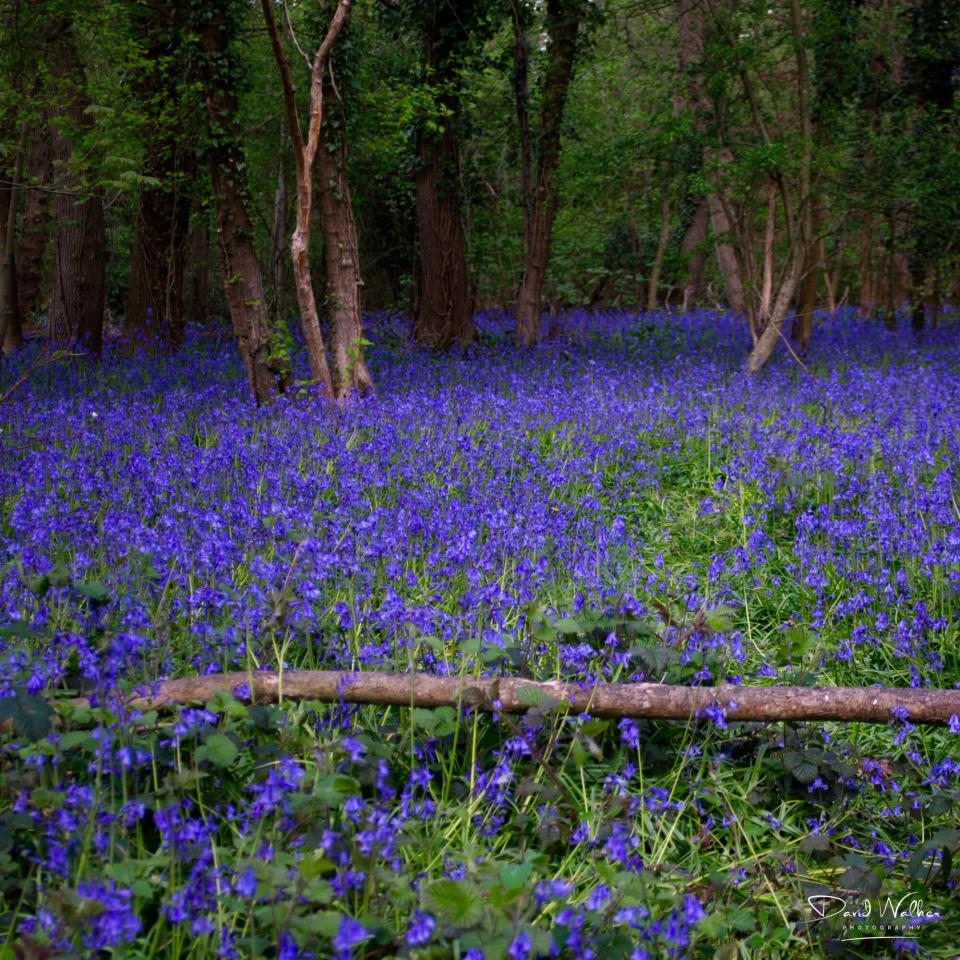Bluebells beneath mixed woodland, Radley Large Wood