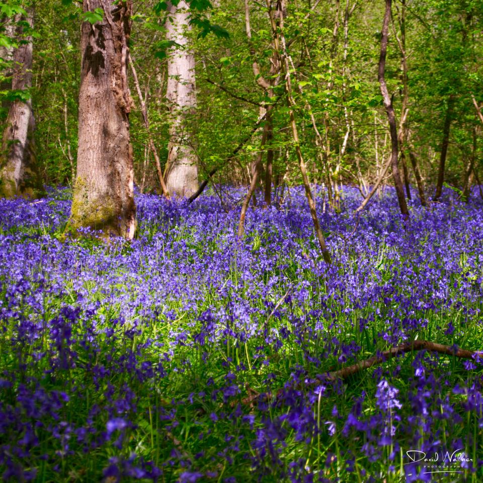 Bluebells under broken sunlight beneath fresh leaf
