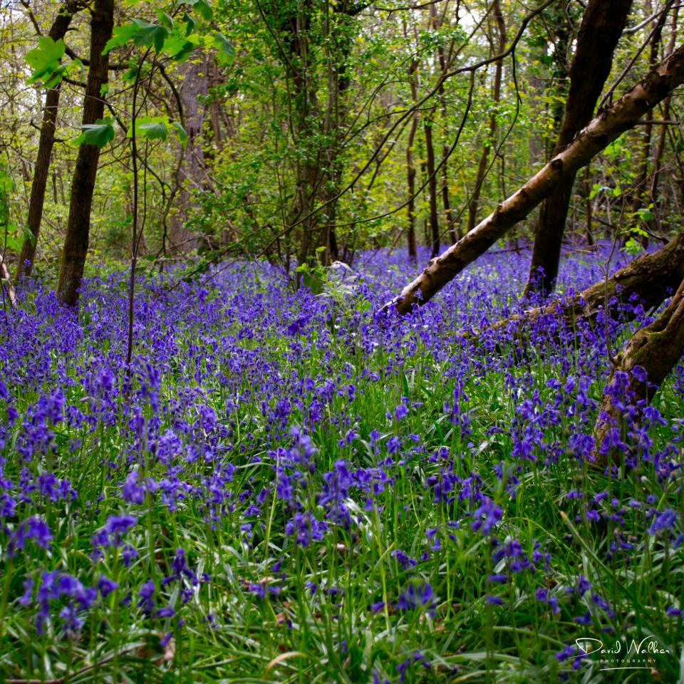 A leaning trunk cutting across a dense bluebell carpet
