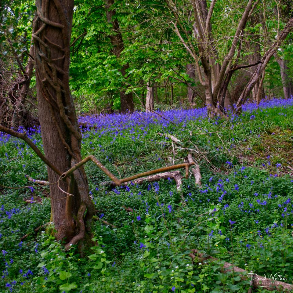 Woodland structure above the bluebell layer, Radley Large Wood