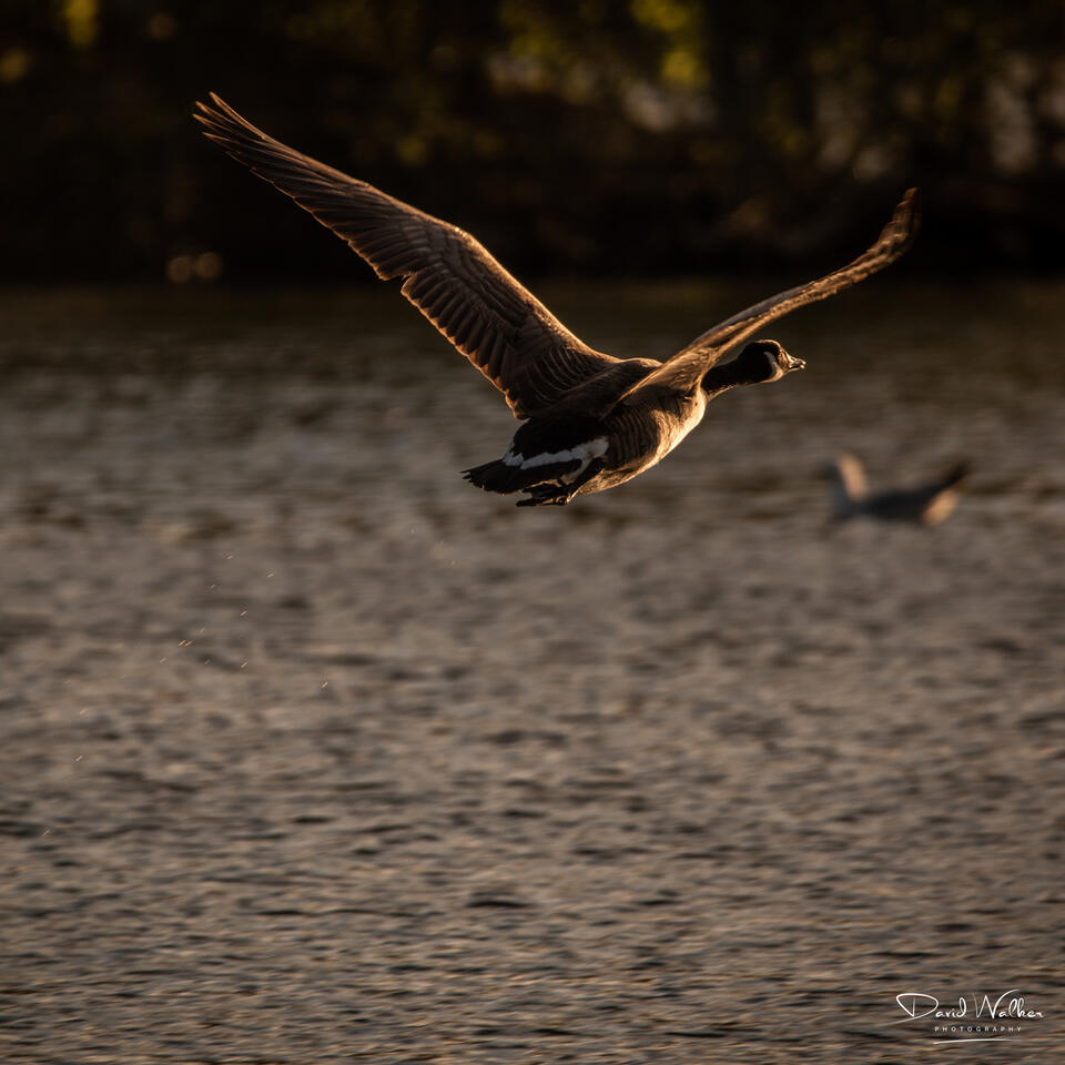 Canada Goose (Branta canadensis), Radley Lakes, UK