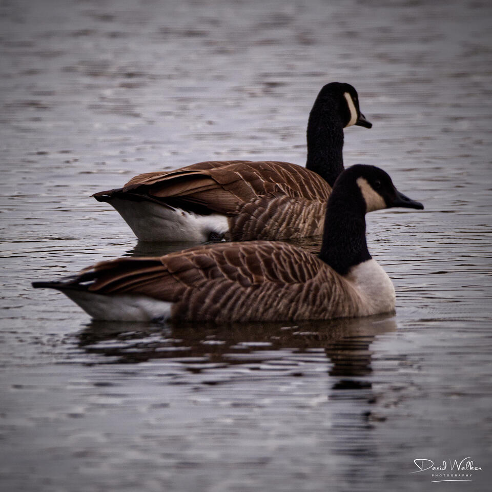 Canada Goose (Branta canadensis), Radley Lakes, UK