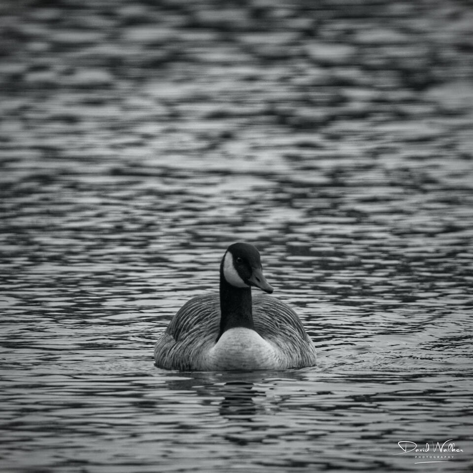 Canada Goose (Branta canadensis), Radley Lakes, UK