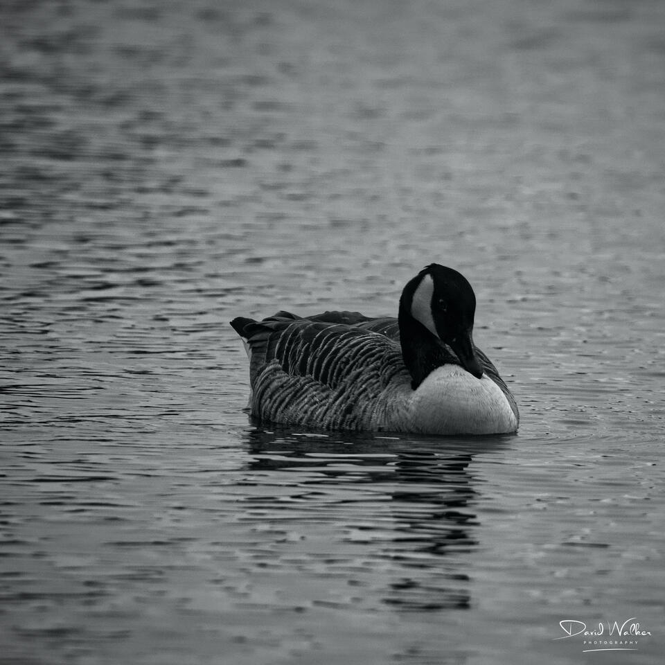 Canada Goose (Branta canadensis), Radley Lakes, UK