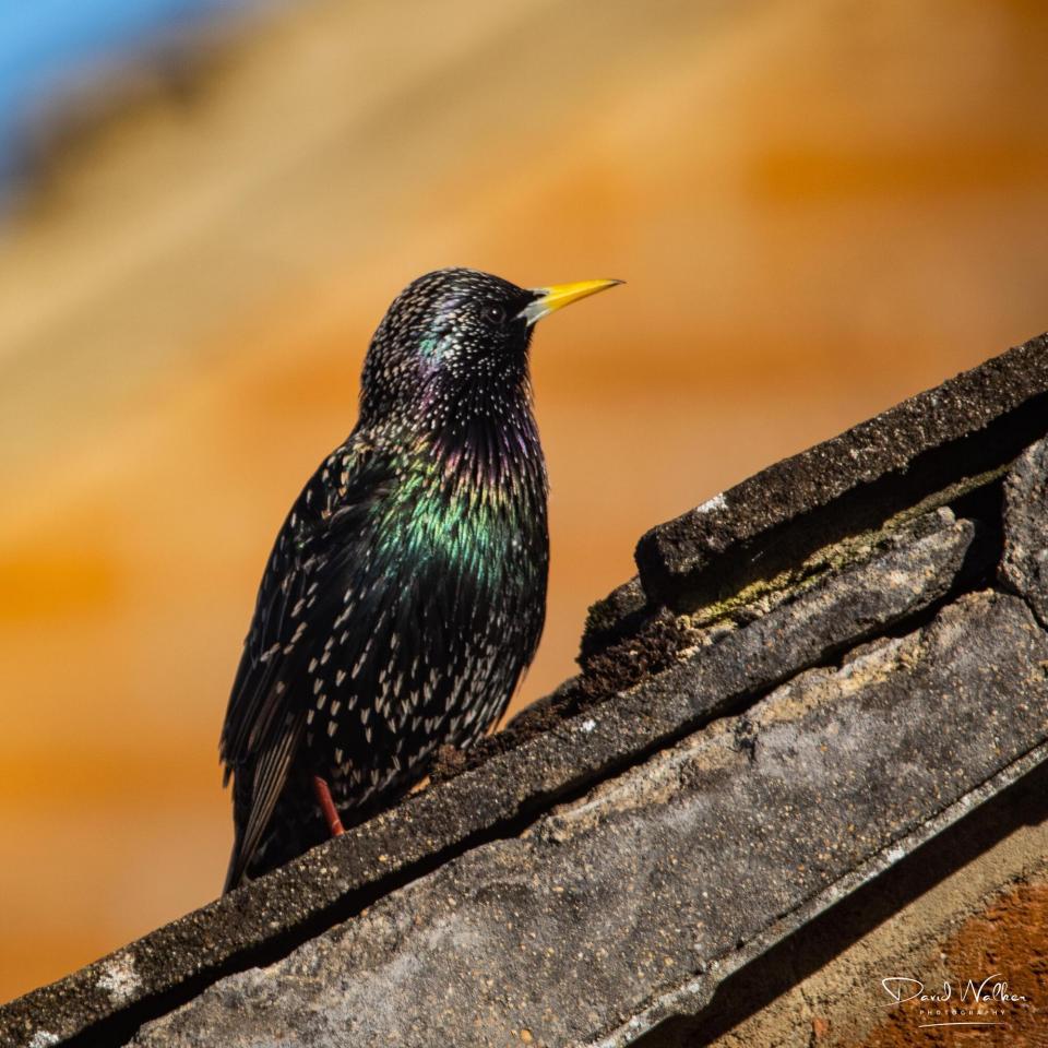Common Starling (Sturnus vulgaris), Abingdon, UK