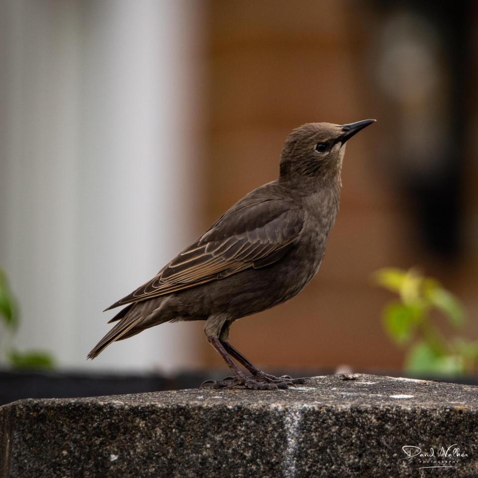 Common Starling (Sturnus vulgaris), Abingdon, UK
