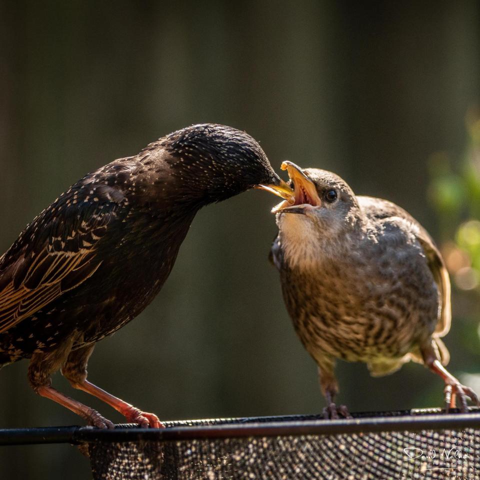 Common Starling (Sturnus vulgaris), Abingdon, UK