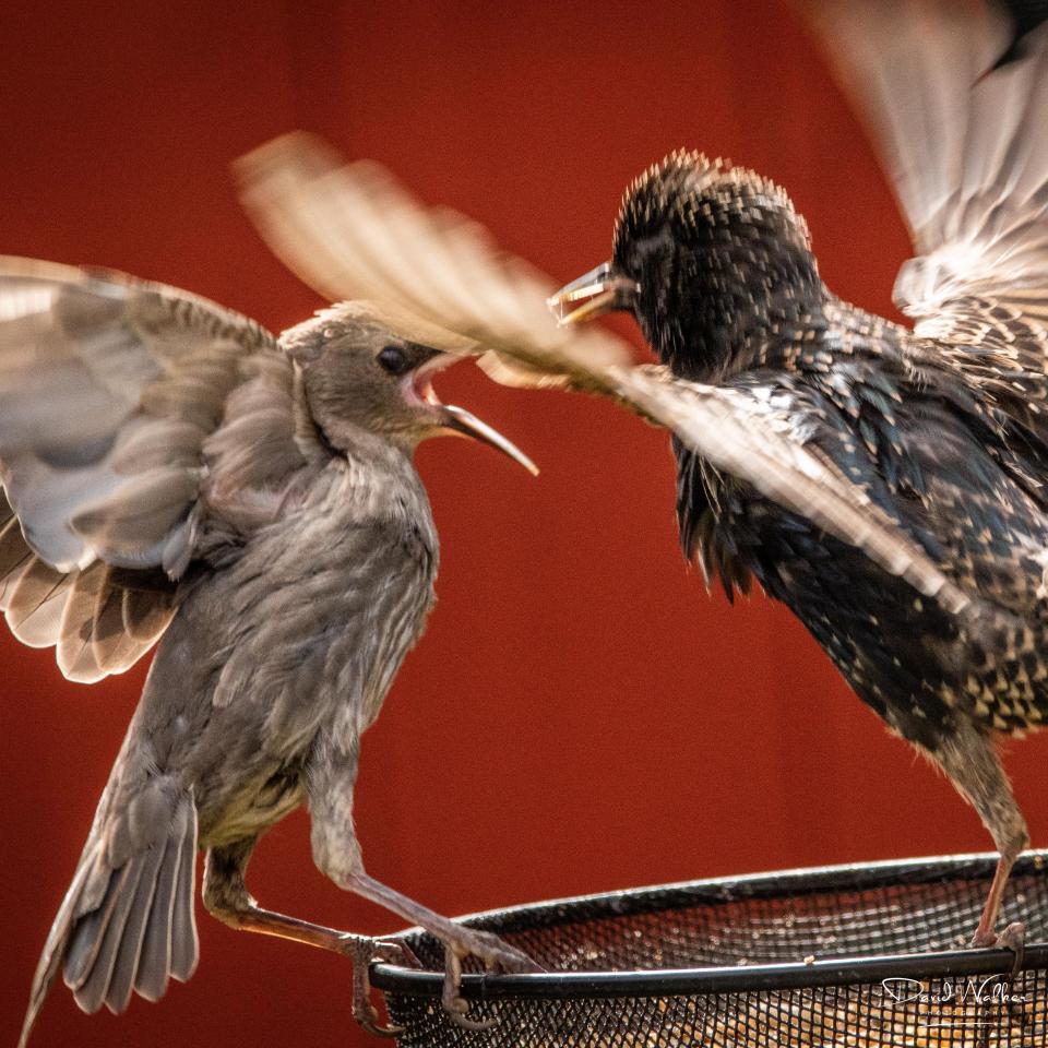 Common Starling (Sturnus vulgaris), Abingdon, UK