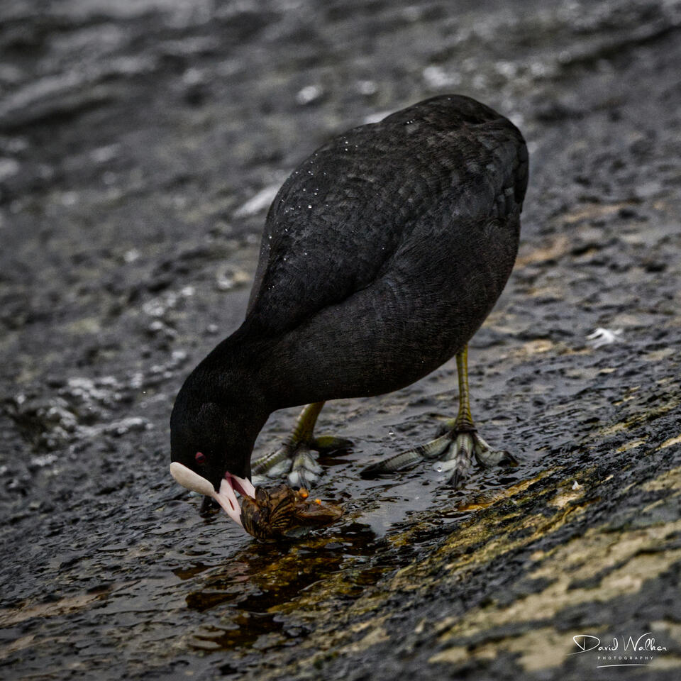 Coot (Fulica atra), Farmoor Reservoir, UK