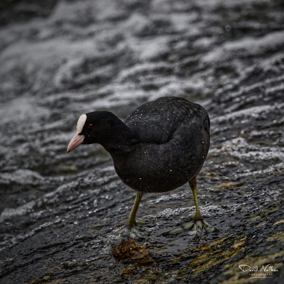 Coot (Fulica atra), Farmoor Reservoir, UK