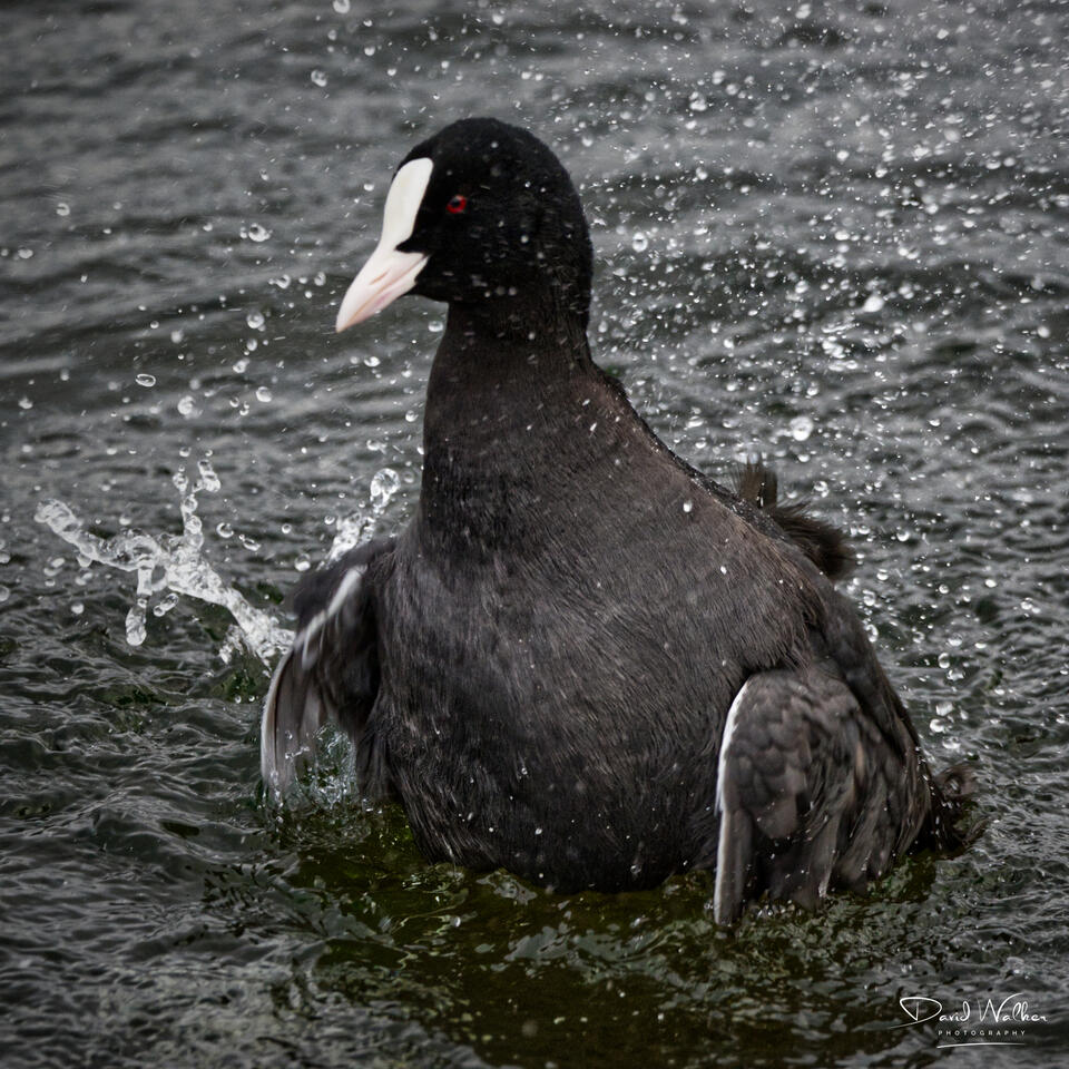 Coot (Fulica atra), Farmoor Reservoir, UK