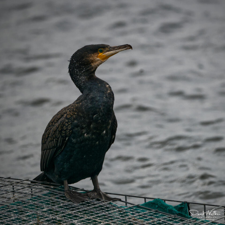 Cormorant (Phalacrocorax carbo), Farmoor Reservoir, UK
