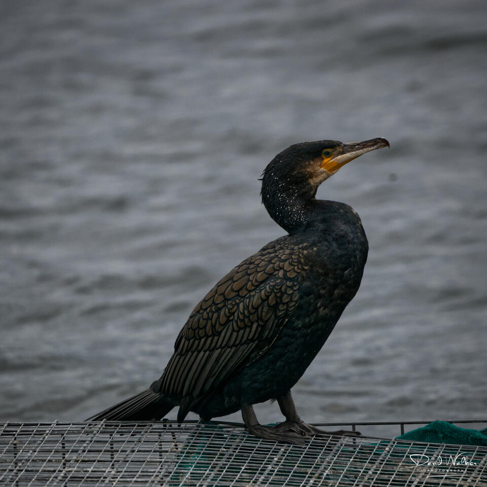 Cormorant (Phalacrocorax carbo), Farmoor Reservoir, UK