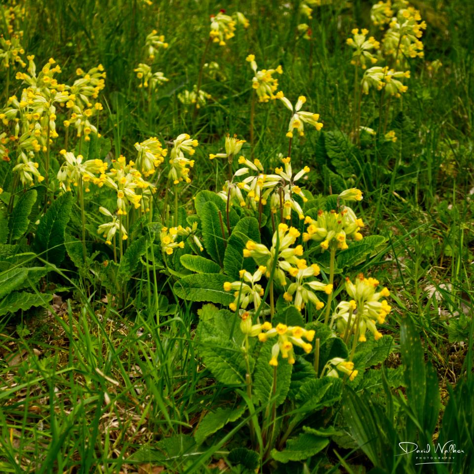 Cowslip (Primula veris), Abingdon, UK