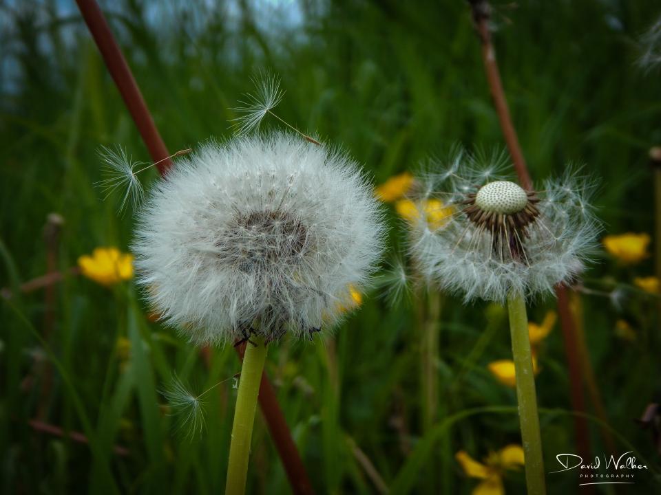 Dandelion (Taraxacum officinale), Abingdon, UK