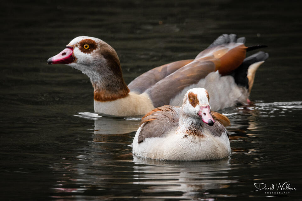 Egyptian Goose (Alopochen aegyptiaca), Radley Lakes, UK
