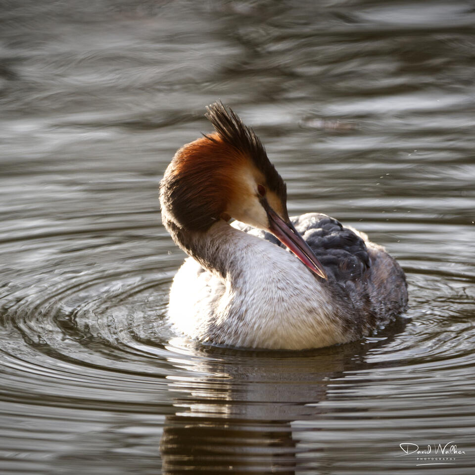Great Crested Grebe (Podiceps cristatus), Radley Lakes, UK