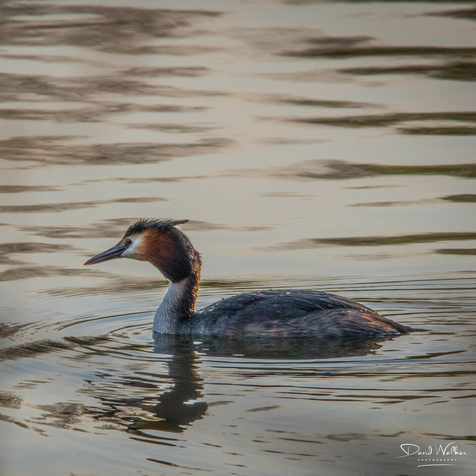 Great Crested Grebe (Podiceps cristatus), Radley Lakes, UK