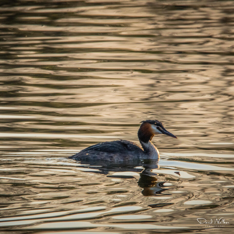 Great Crested Grebe (Podiceps cristatus), Radley Lakes, UK