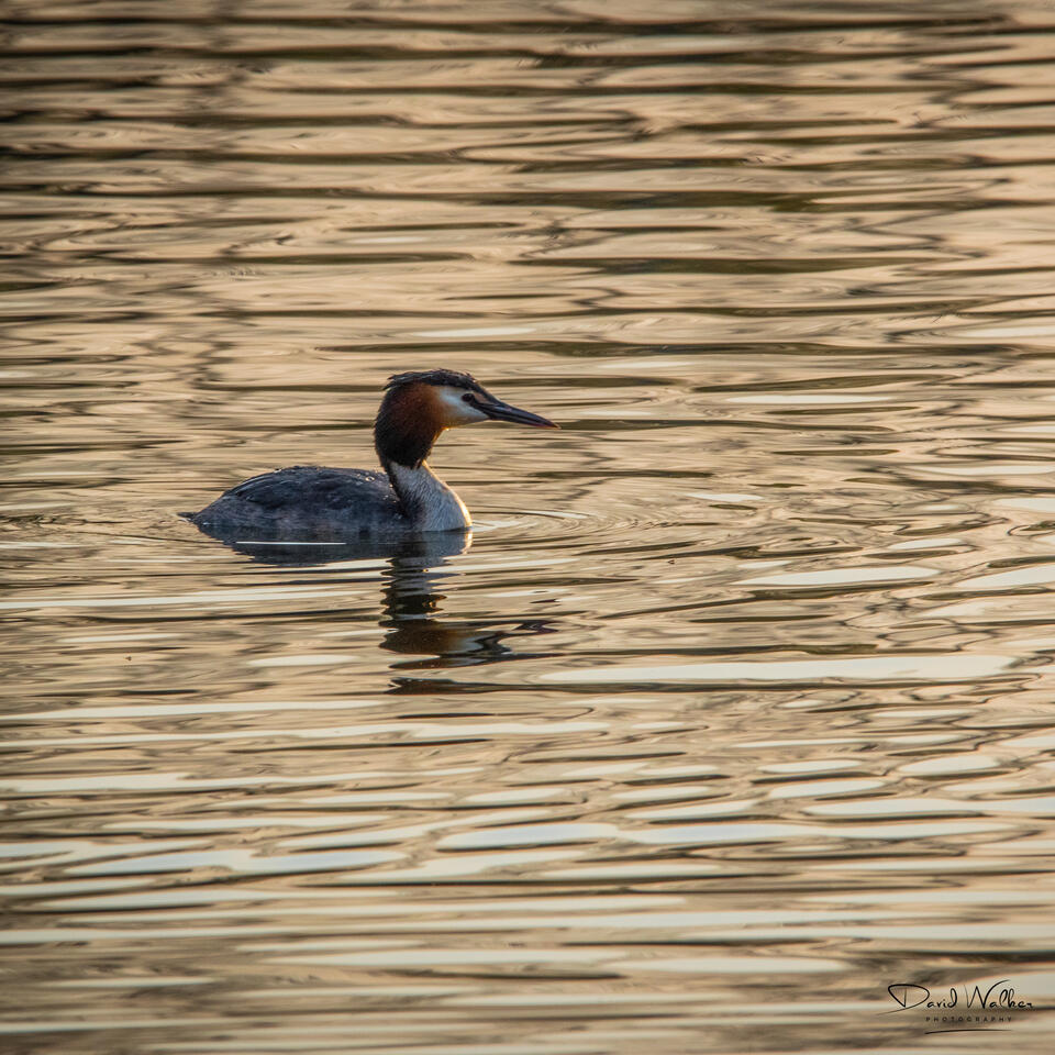 Great Crested Grebe (Podiceps cristatus), Radley Lakes, UK
