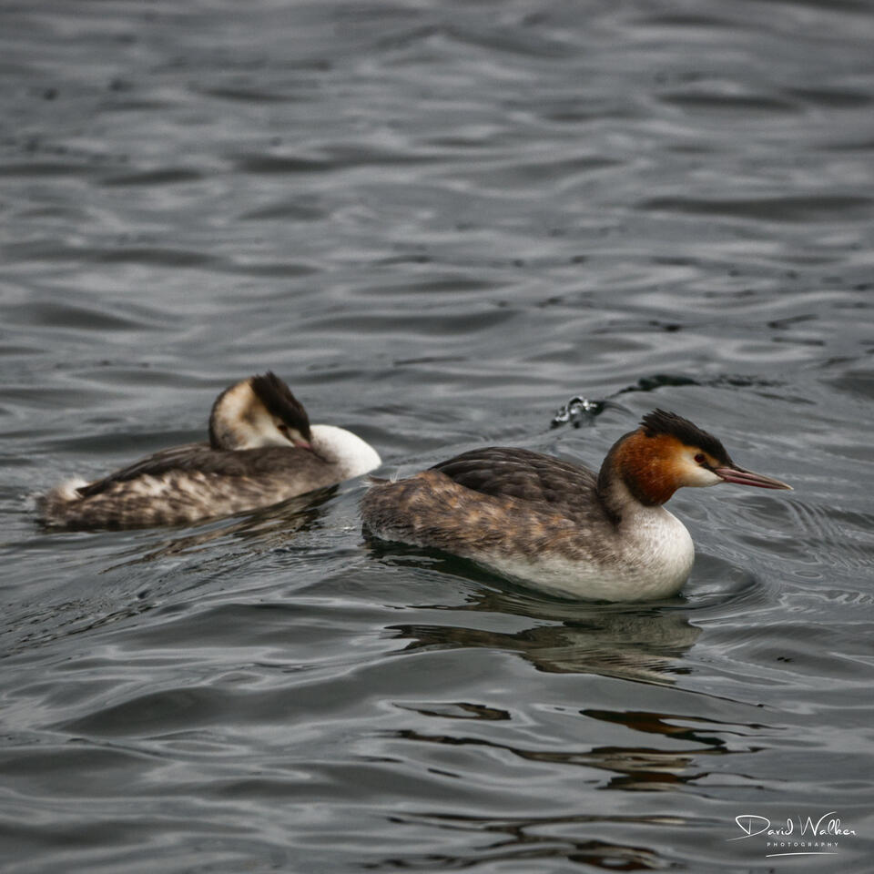 Great Crested Grebe (Podiceps cristatus), Farmoor Reservoir, UK