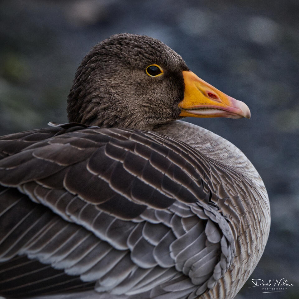 Greylag Goose (Anser anser), Farmoor Reservoir, UK