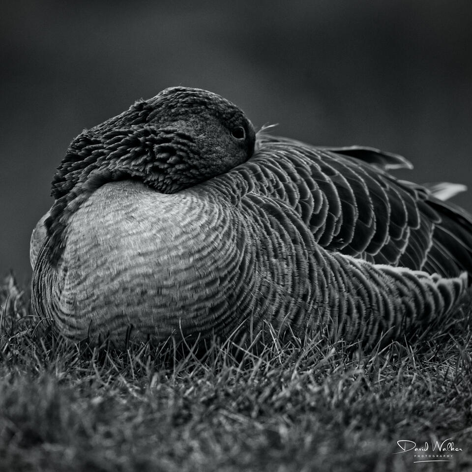 Greylag Goose (Anser anser), Farmoor Reservoir, UK
