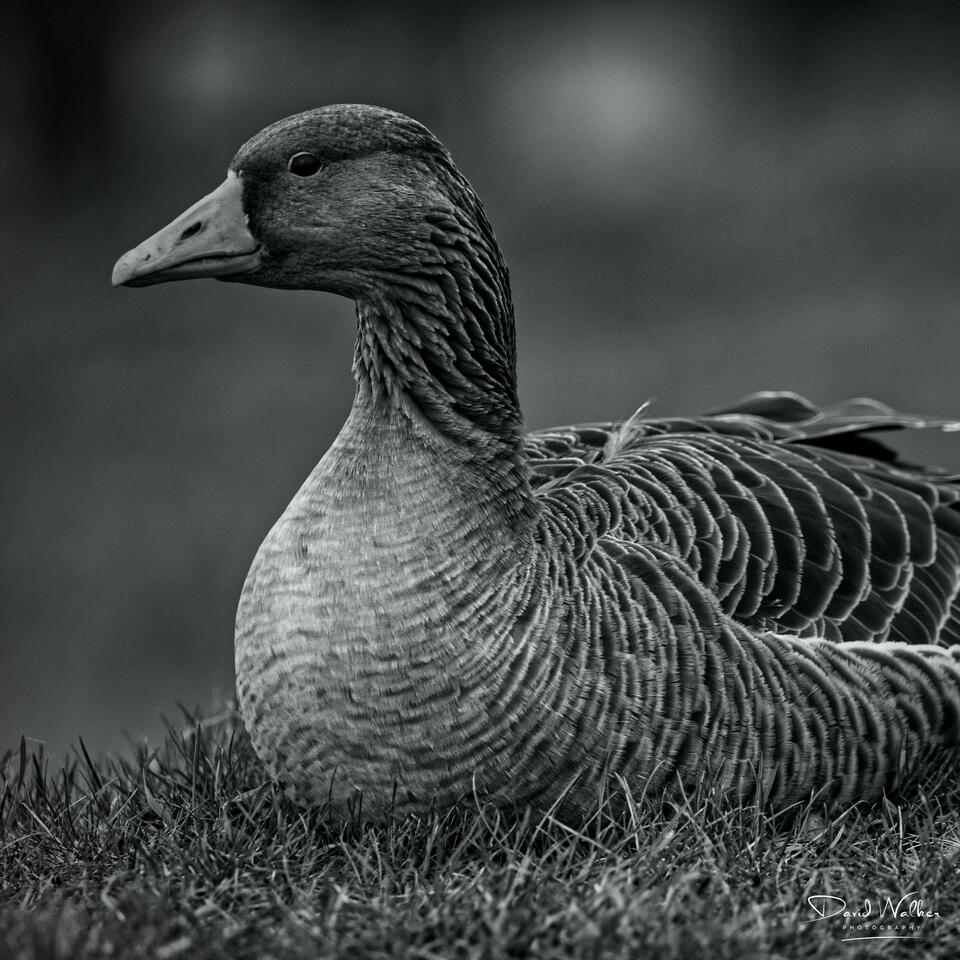 Greylag Goose (Anser anser), Farmoor Reservoir, UK