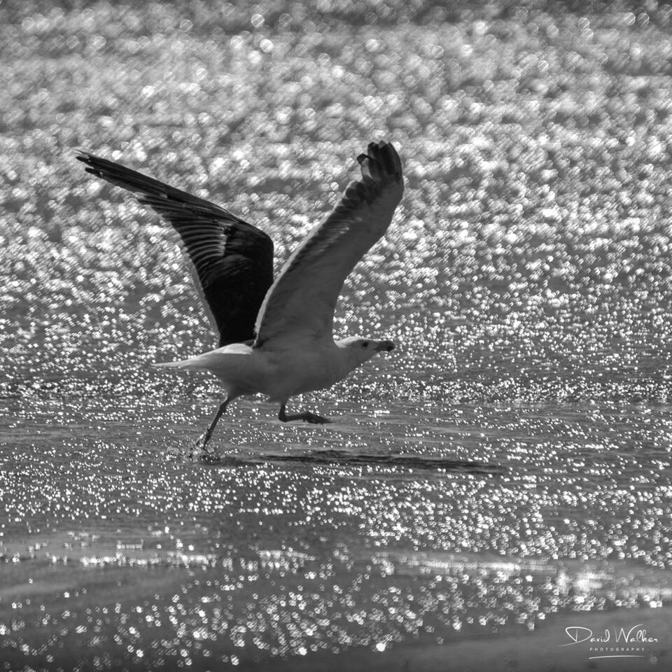 Herring Gull (Larus argentatus), Marazion, UK