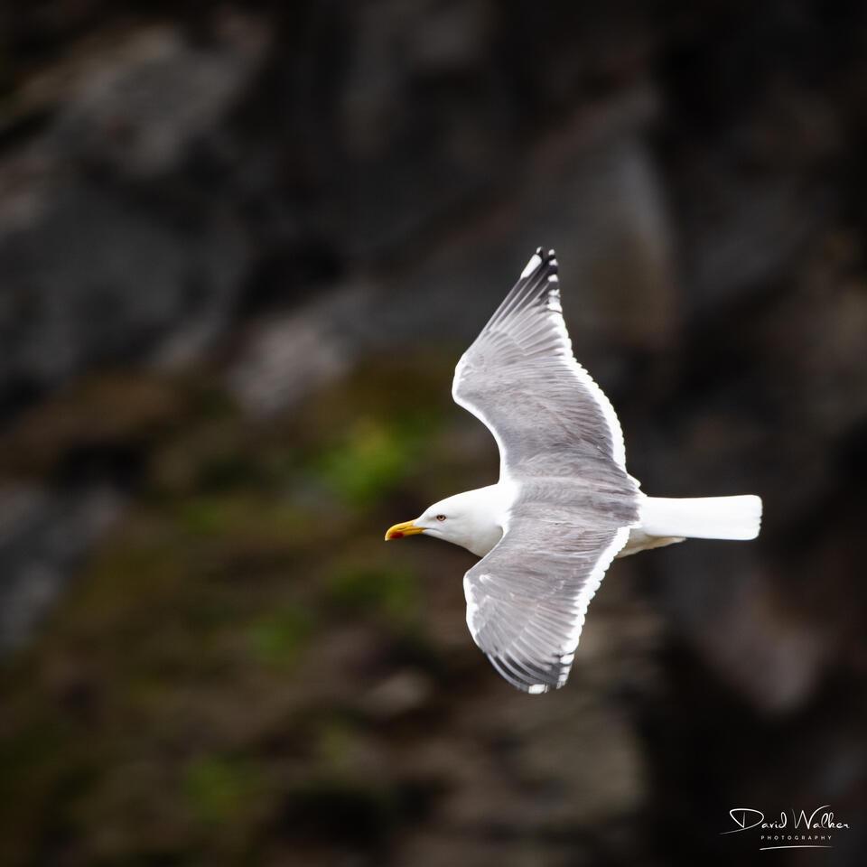 Herring Gull (Larus argentatus), Pembrokeshire, UK