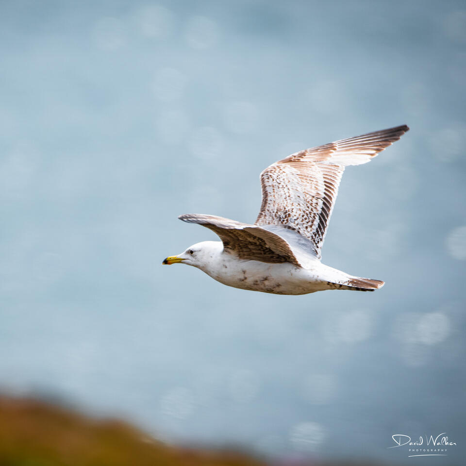 Herring Gull (Larus argentatus), Pembrokeshire, UK