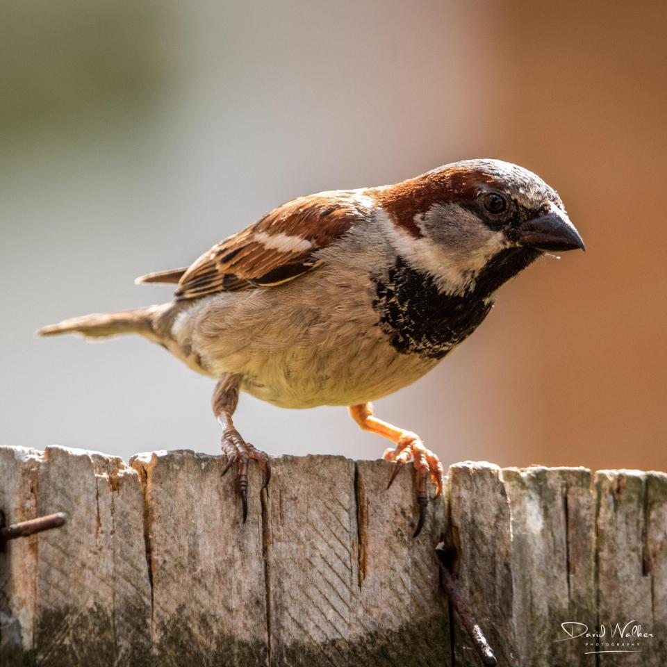 House Sparrow (Passer domesticus), Abingdon, UK