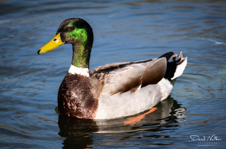 Mallard (Anas platyrhynchos), Abingdon, UK