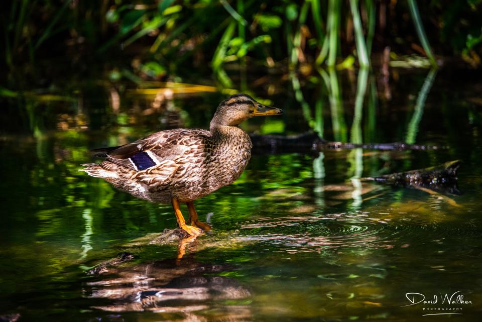 Mallard (Anas platyrhynchos), Abingdon, UK