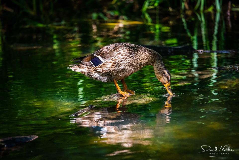 Mallard (Anas platyrhynchos), Abingdon, UK