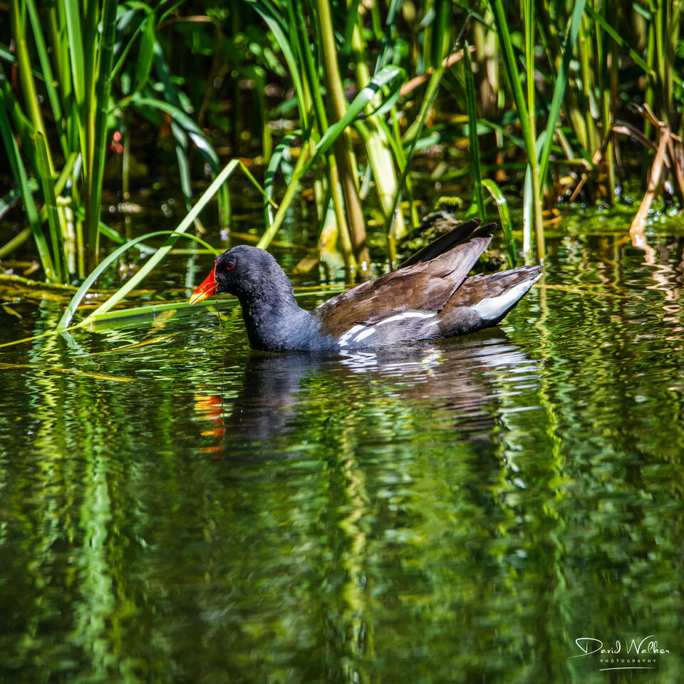 Moorhen (Gallinula chloropus), Abingdon, UK