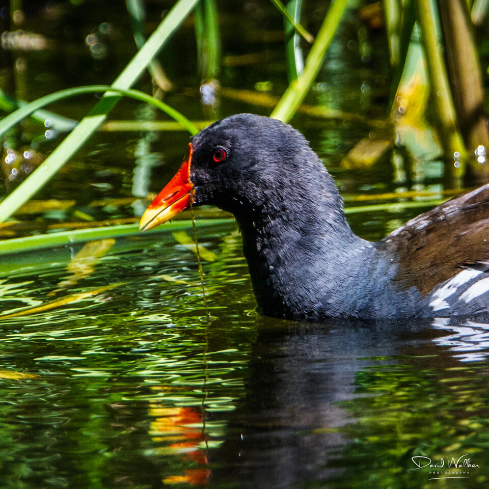 Moorhen (Gallinula chloropus), Abingdon, UK