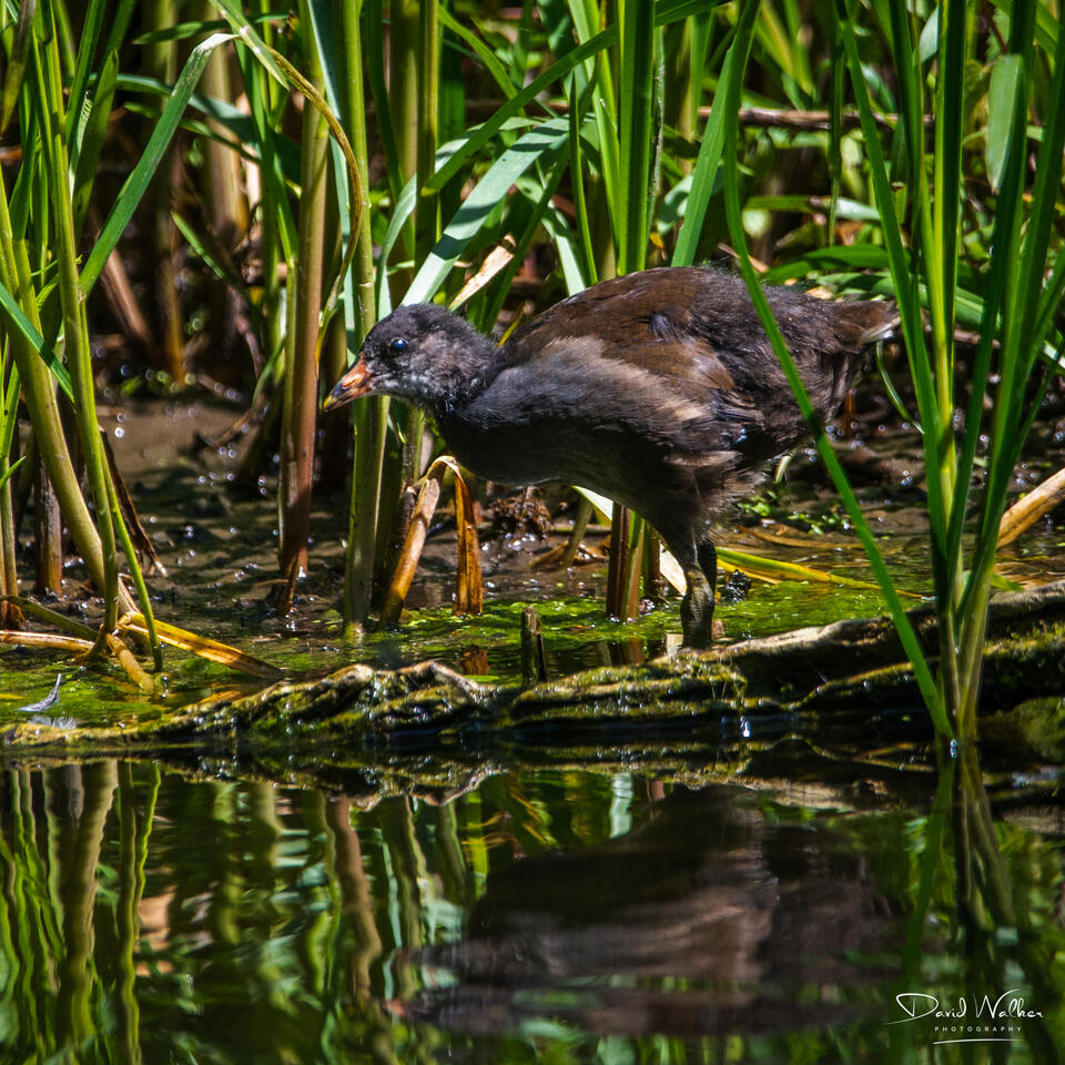 Moorhen (Gallinula chloropus), Abingdon, UK