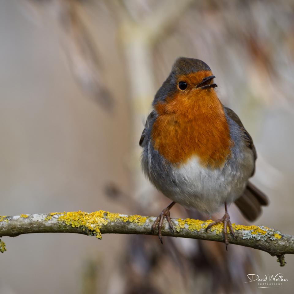 Robin (Erithacus rubecula) at Radley Lakes